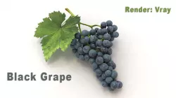 Black Grape 3D model