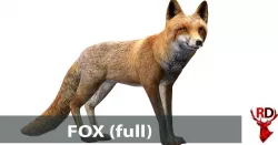 Fox male Low-poly  3D model