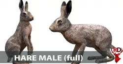 Hare male Low-poly  3D model