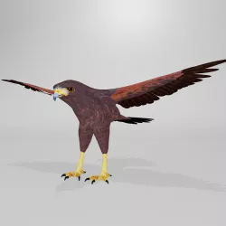 Harris Hawk 3D model