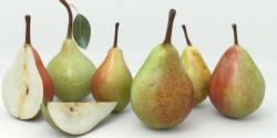 Pear 3d models 3D model