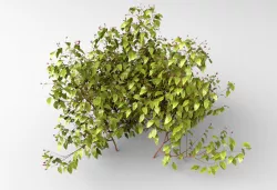 Red berry bush 3D model