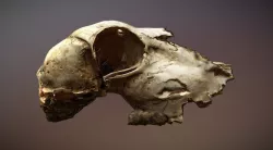 Scanned photorealistic old broken sheep skull Low-poly  3D model