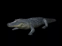 Alligator 3D model