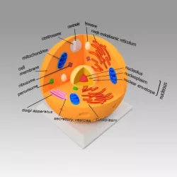 Animal Cell 3D model