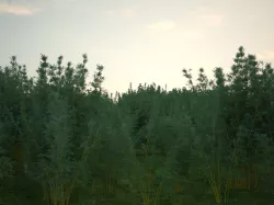bamboo 3D model