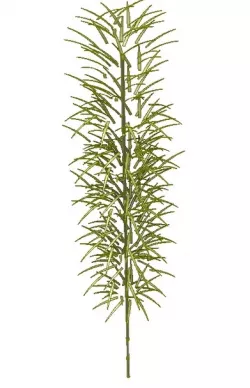 bamboo for landscape