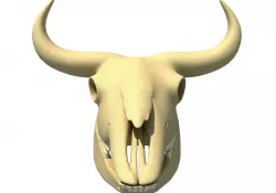 Bison Skull - Animal Skulls 3D model