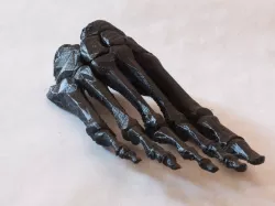 BodyParts3D Foot