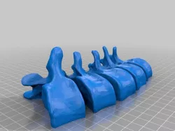 BodyParts3D Lumbar Vertebrae