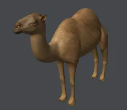 Camel 3D model