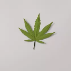 Cannabis Leaf 3D model
