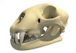 Cheetah Skull - Animal Skull 3D model