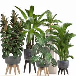 Collection of ornamental plants in pots 3D model