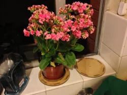 Confuse-A-Plant! Or, the plant turner
