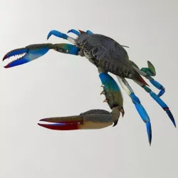 Crab 3D model Blue Crab 3D model