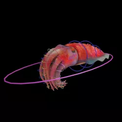 Cuttlefish Rigged Animated 3D model