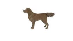 dog obj fbx mb ma dae   Low-poly  3D model