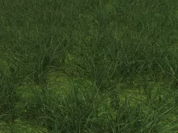 grass 3D model