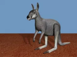 Grey Kangaroo 3D model