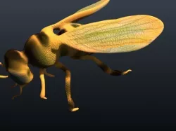 honey bee 3D model
