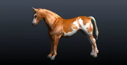 horse 3D model