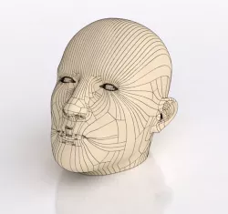 Human Head