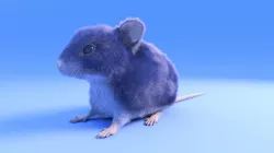 Mouse - grey brown white fur - rigged - Xgen - realistic style Low-poly  3D model