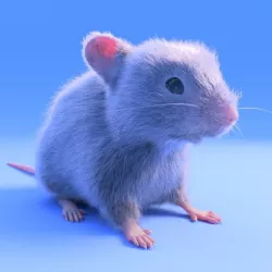 Mouse- realistic style - White fur - rigged Low-poly  3D model