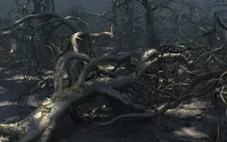 Old Forest Pack 30 3D model