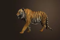 Photorealistic CGI Tiger Animation 3D Model Low-poly  3D model
