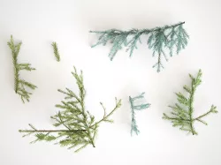 Pinetree Branches 3D model