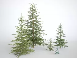 Pinetree Small 3D model