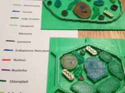 Plant and Animal Cell