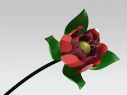 Rose