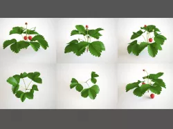 Strawberry Plant Set 3D model