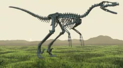 Velociraptor Skeleton 3D model