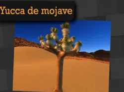 Yucca de mojave Mexican Plant 3D model