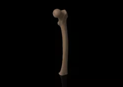 femur