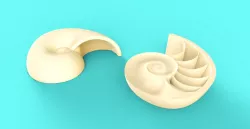 Nautilus shell