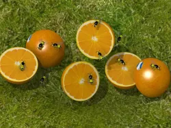 Orange and bees