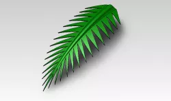 Palm Tree Branch