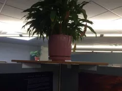 48mm Cubicle Wall corner shelf for potted plant