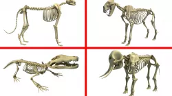 African Animal Skeleton Models 3D Model Collection