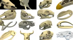 Animal Skull 3D Models Collection 