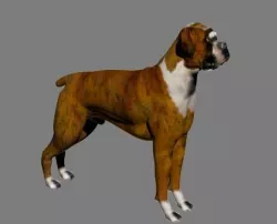 BOXER 3D model