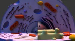 Cell 3D Model 3D model