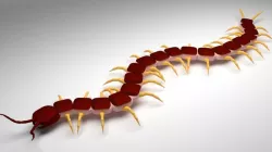 Centipede 3D model