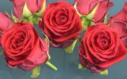 China Chinese Rose Rosa Chinensis 2 Low-poly  3D model