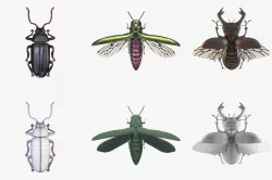 Collection of Beetles 3D Models 